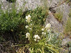 Toxicoscordion paniculatum