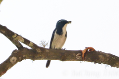 Ficedula superciliaris