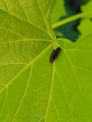 Agrilus derasofasciatus