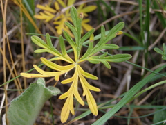 Tuberosa