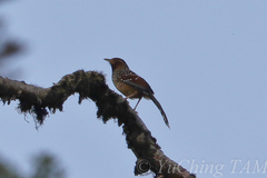 Ianthocincla ocellata