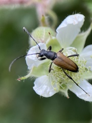 Anastrangalia dubia