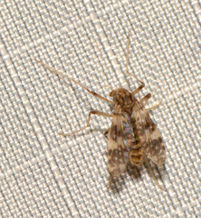 Psectrotanypus dyari