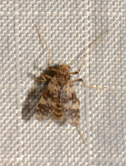 Psectrotanypus dyari