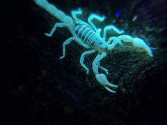 Paruroctonus maritimus