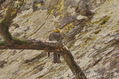 Indicator xanthonotus