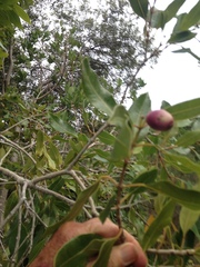 Syzygium guineense