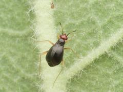 Orthonotus rufifrons