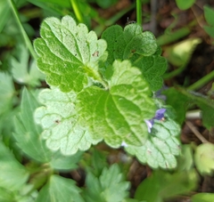 Glechoma hederacea