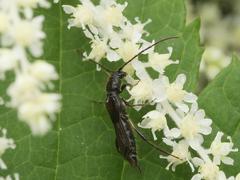 Molorchus umbellatarum