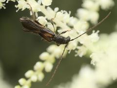 Molorchus umbellatarum