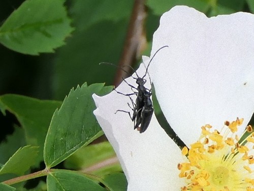 small black longhorn beetle, 6613 Balgoij, Nederland, photo 9 of 10