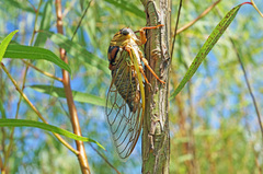 Megatibicen pronotalis