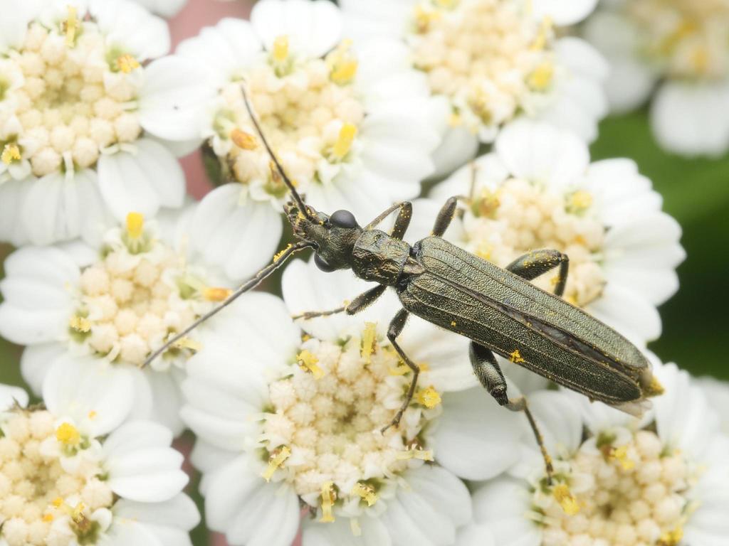 Oedemera virescens