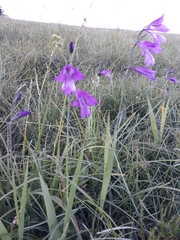 Gladiolus palustris