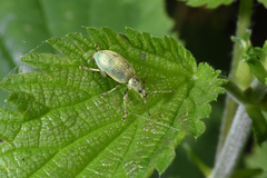 Phyllobius pomaceus