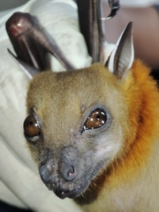 Cynopterus horsfieldii