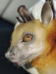 Cynopterus horsfieldii