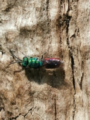 Chrysis terminata
