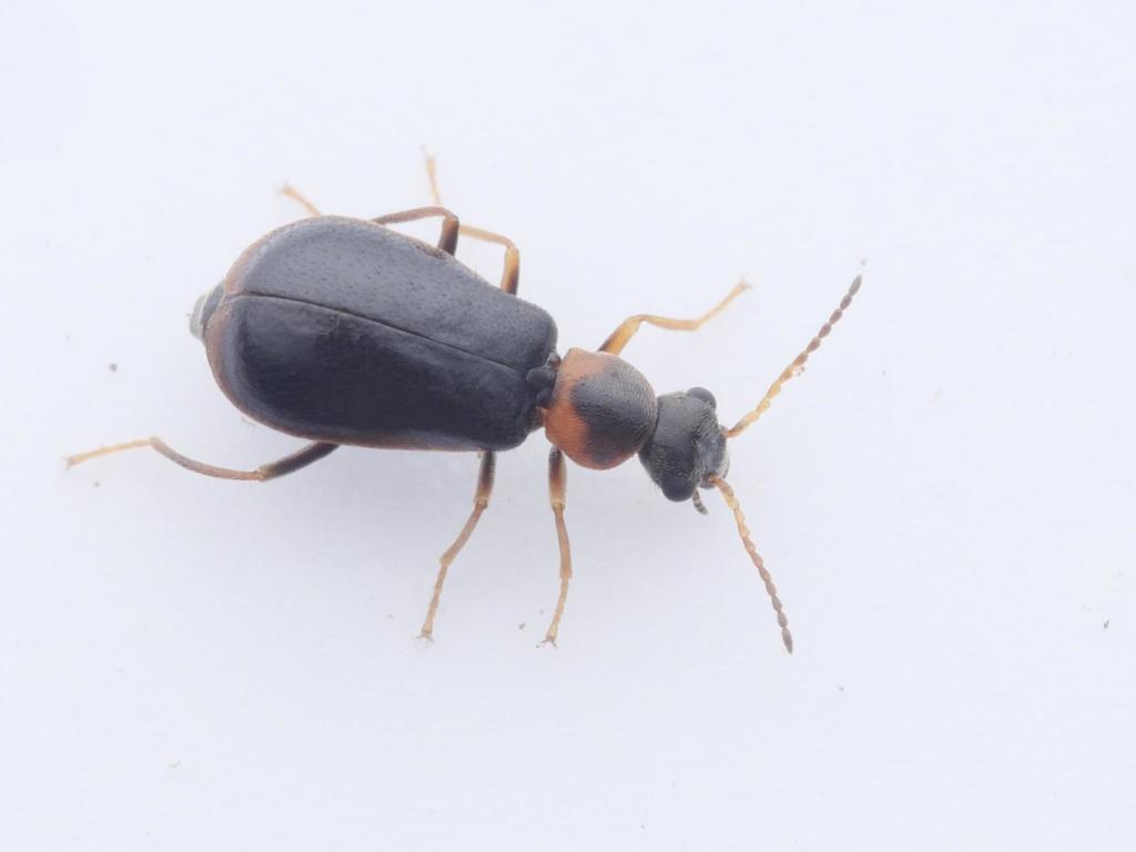 Attalus analis