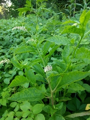 Pokeweed mosaic virus