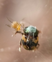 Onthophagus trituber
