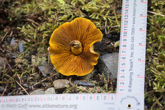 Cortinarius cinnamomeus