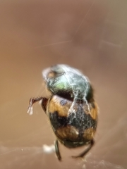Onthophagus trituber