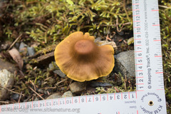 Cortinarius cinnamomeus