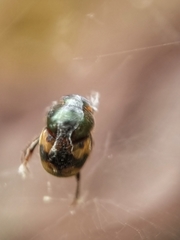 Onthophagus trituber