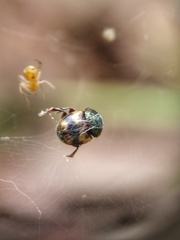 Onthophagus trituber