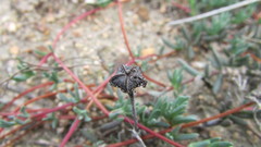 Lampranthus peacockiae