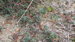 Lampranthus peacockiae