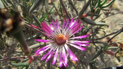 Lampranthus spiniformis