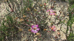 Lampranthus spiniformis