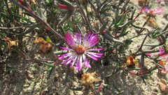 Lampranthus spiniformis