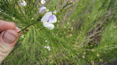 Psoralea aphylla