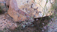 Lampranthus falcatus
