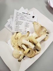 Lactifluus glaucescens