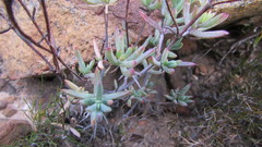 Lampranthus falcatus