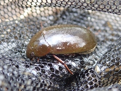 Hydrochara affinis