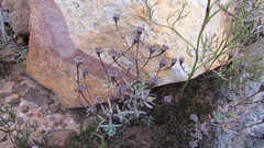 Lampranthus falcatus