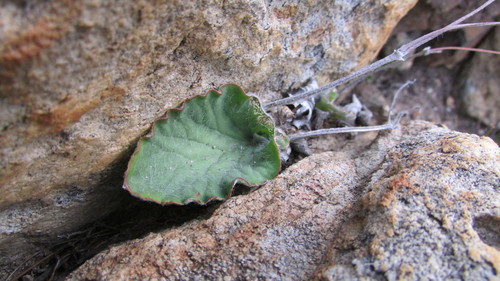 Image of Spider Storksbill (Pelargonium asarifolium) by (c) James Deacon, some rights reserved (CC BY-SA)