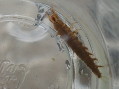 Hydrochara affinis