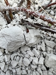 Merhynchites bicolor