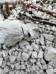 Merhynchites bicolor