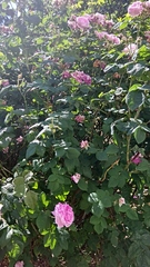 Rosa gallica