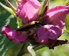 Oedemera femorata