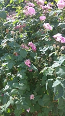Rosa gallica