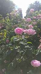 Rosa gallica